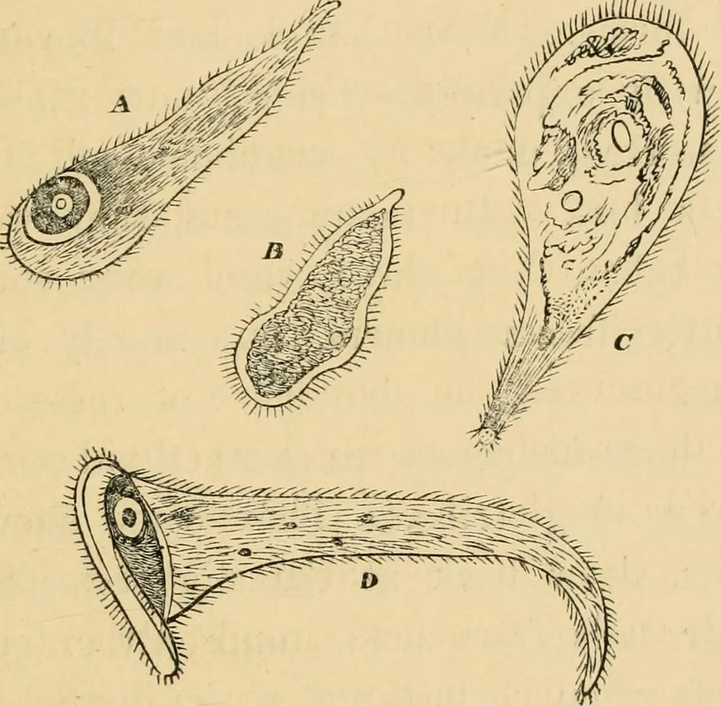 An illustration from Marvels of pond-life : or, A year's microscopic recreations among the polyps, infusoria, rotifers, water-bears, and polyzoa, 1861, leaf 176