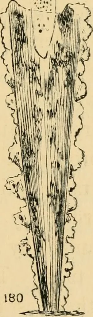 An illustration from Marvels of pond-life : or, A year's microscopic recreations among the polyps, infusoria, rotifers, water-bears, and polyzoa, 1861, leaf 180