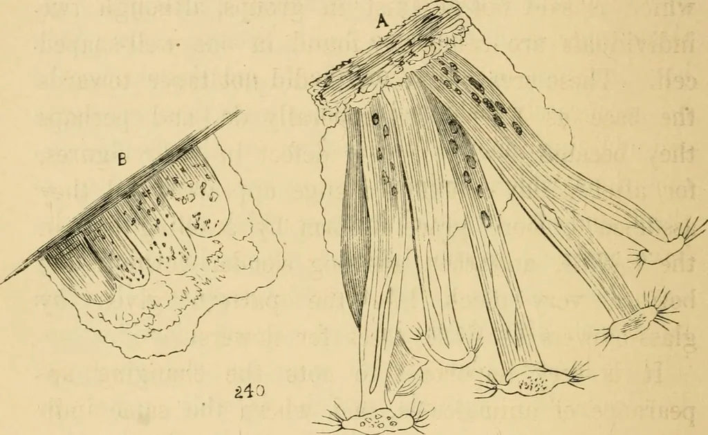 An illustration from Marvels of pond-life : or, A year's microscopic recreations among the polyps, infusoria, rotifers, water-bears, and polyzoa, 1861, leaf 183