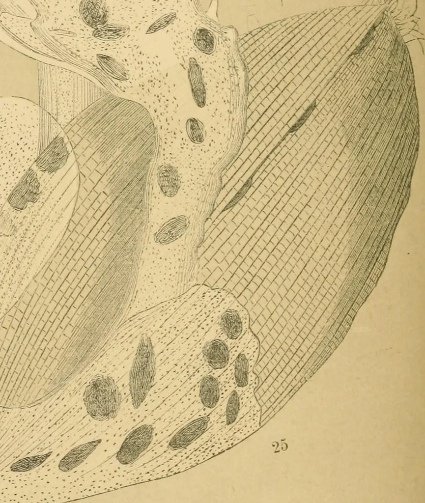 An illustration from Marvels of pond-life : or, A year's microscopic recreations among the polyps, infusoria, rotifers, water-bears, and polyzoa, 1861, leaf 193
