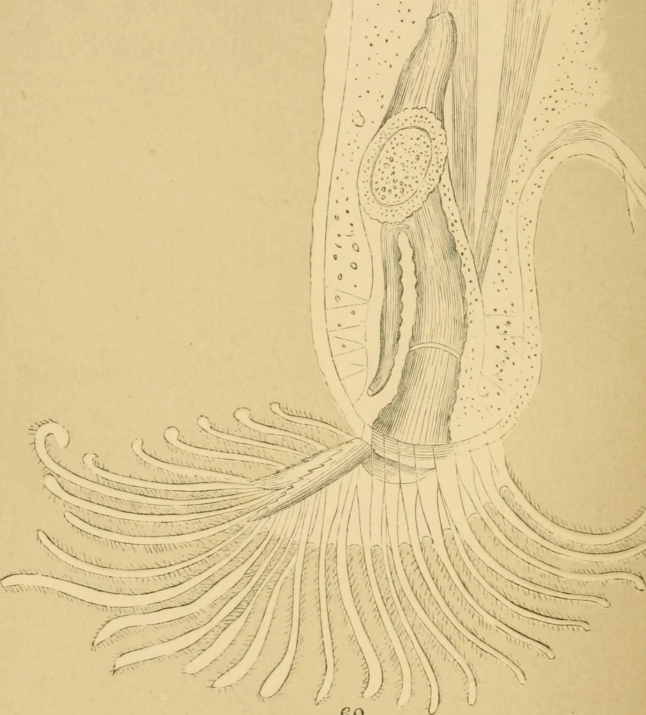 An illustration from Marvels of pond-life : or, A year's microscopic recreations among the polyps, infusoria, rotifers, water-bears, and polyzoa, 1861, leaf 199