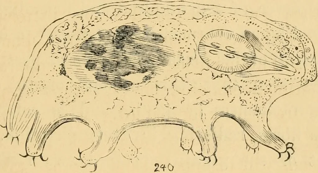 An illustration from Marvels of pond-life : or, A year's microscopic recreations among the polyps, infusoria, rotifers, water-bears, and polyzoa, 1861, leaf 210