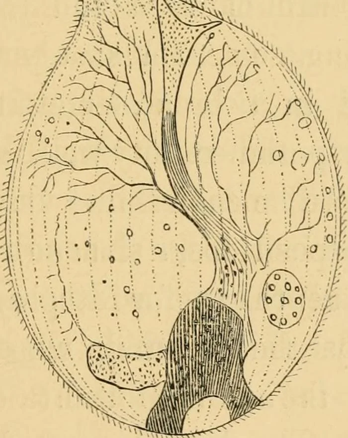 An illustration from Marvels of pond-life : or, A year's microscopic recreations among the polyps, infusoria, rotifers, water-bears, and polyzoa, 1861, leaf 216