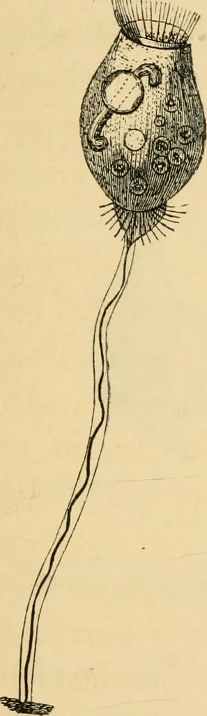 An illustration from Marvels of pond-life : or, A year's microscopic recreations among the polyps, infusoria, rotifers, water-bears, and polyzoa, 1861, leaf 52