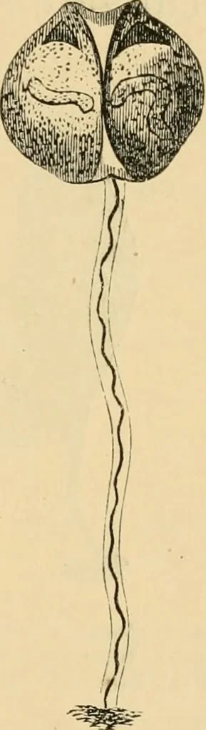 An illustration from Marvels of pond-life : or, A year's microscopic recreations among the polyps, infusoria, rotifers, water-bears, and polyzoa, 1861, leaf 52