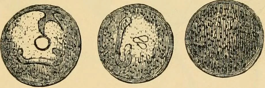 An illustration from Marvels of pond-life : or, A year's microscopic recreations among the polyps, infusoria, rotifers, water-bears, and polyzoa, 1861, leaf 54
