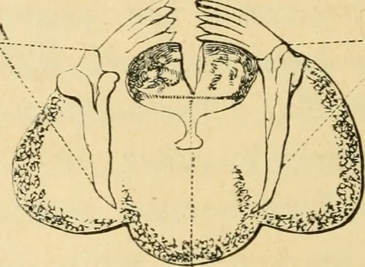 An illustration from Marvels of pond-life : or, A year's microscopic recreations among the polyps, infusoria, rotifers, water-bears, and polyzoa, 1861, leaf 61