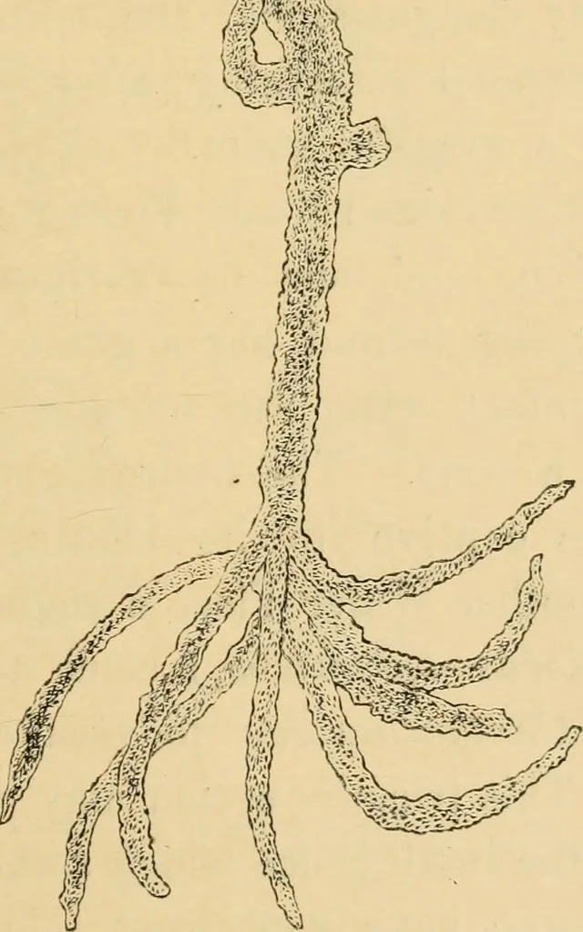 An illustration from Marvels of pond-life : or, A year's microscopic recreations among the polyps, infusoria, rotifers, water-bears, and polyzoa, 1861, leaf 68