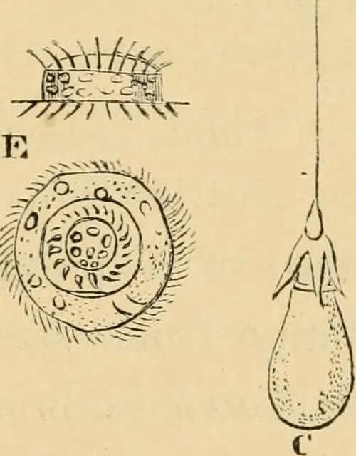 An illustration from Marvels of pond-life : or, A year's microscopic recreations among the polyps, infusoria, rotifers, water-bears, and polyzoa, 1861, leaf 70
