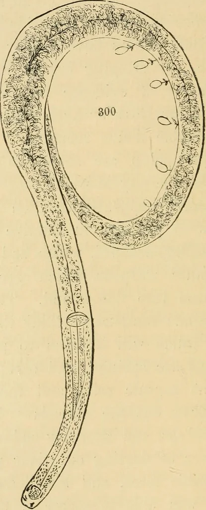 An illustration from Marvels of pond-life : or, A year's microscopic recreations among the polyps, infusoria, rotifers, water-bears, and polyzoa, 1861, leaf 75