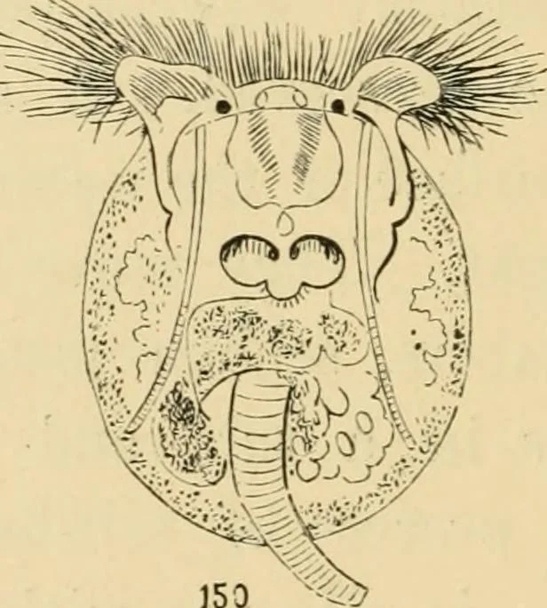 An illustration from Marvels of pond-life : or, A year's microscopic recreations among the polyps, infusoria, rotifers, water-bears, and polyzoa, 1861, leaf 83