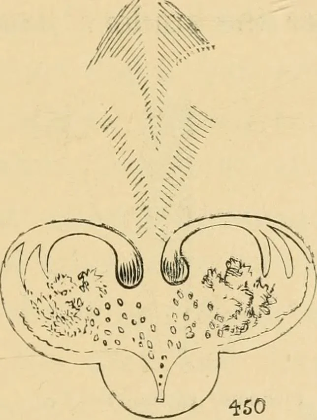 An illustration from Marvels of pond-life : or, A year's microscopic recreations among the polyps, infusoria, rotifers, water-bears, and polyzoa, 1861, leaf 84