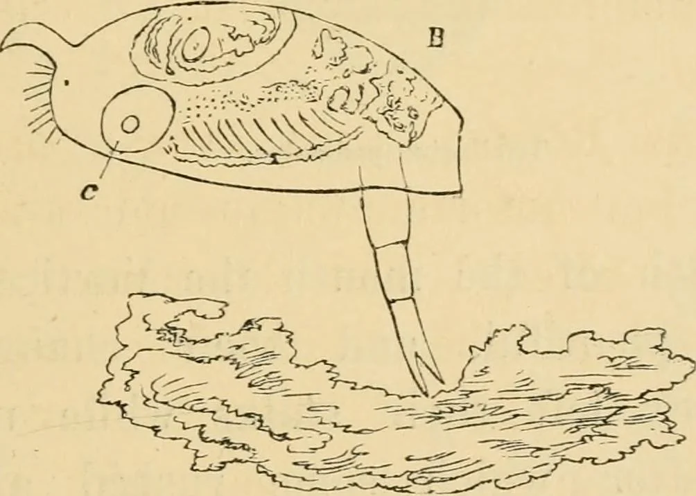 An illustration from Marvels of pond-life : or, A year's microscopic recreations among the polyps, infusoria, rotifers, water-bears, and polyzoa, 1861, leaf 88