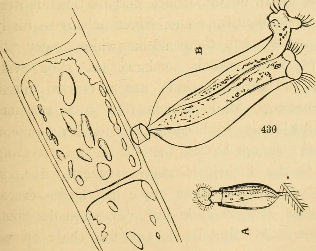 An illustration from Marvels of pond-life : or, A year's microscopic recreations among the polyps, infusoria, rotifers, water-bears, and polyzoa, 1861, leaf 90