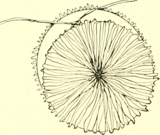 An illustration from The Mary Frances knitting and crocheting book;, 1918, leaf 111