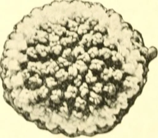 An illustration from The Mary Frances knitting and crocheting book;, 1918, leaf 287