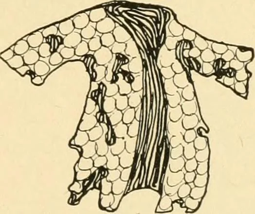 An illustration from The Mary Frances knitting and crocheting book;, 1918, leaf 44