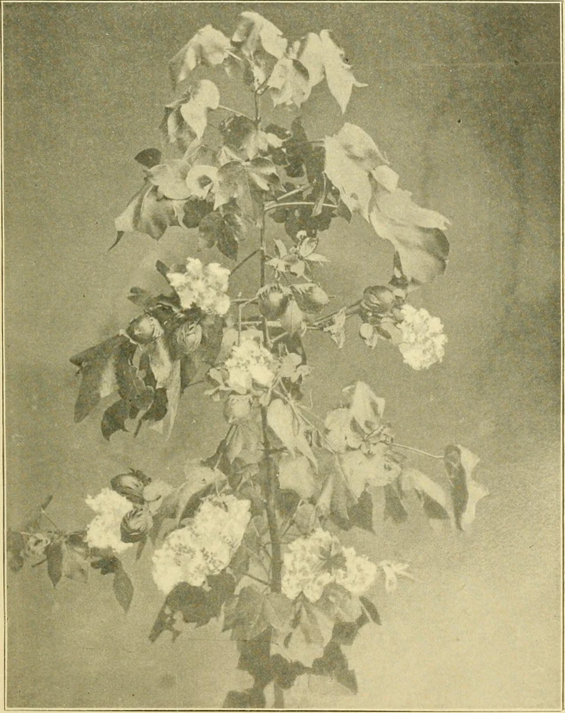 An illustration from The Mason Machine Works, Taunton, Massachusetts, U.S.A., inventors and builders of cotton machinery : Founded 1842 ; Incorporated 1873 ; [Catalogue], 1898, leaf 262