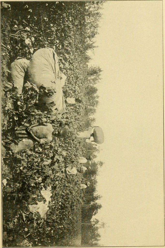 An illustration from The Mason Machine Works, Taunton, Massachusetts, U.S.A., inventors and builders of cotton machinery : Founded 1842 ; Incorporated 1873 ; [Catalogue], 1898, leaf 74