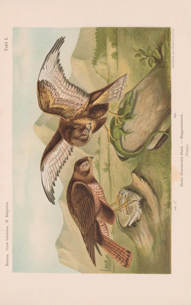An illustration from Materialien zu einer Ornis Balcanica, 1894, leaf 223