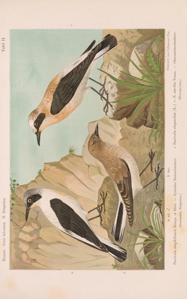 An illustration from Materialien zu einer Ornis Balcanica, 1894, leaf 225