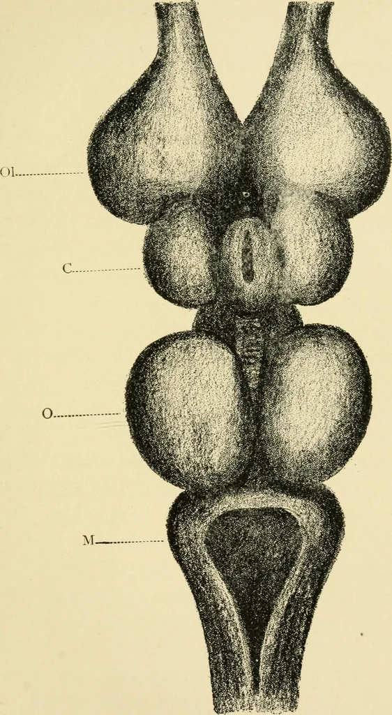 An illustration from Materialism and modern physiology of the nervous system, 1892, leaf 66