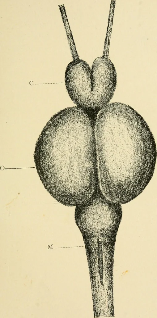 An illustration from Materialism and modern physiology of the nervous system, 1892, leaf 70