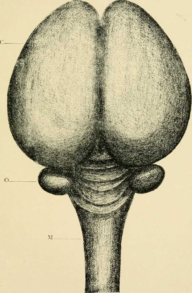 An illustration from Materialism and modern physiology of the nervous system, 1892, leaf 74