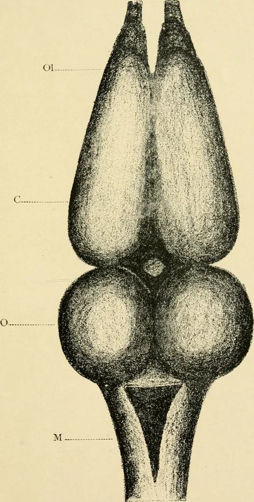 An illustration from Materialism and modern physiology of the nervous system, 1892, leaf 78