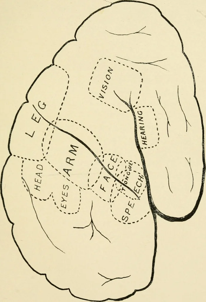 An illustration from Materialism and modern physiology of the nervous system, 1892, leaf 82