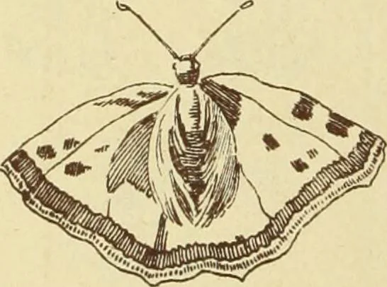 An illustration from Materials and documents of architecture and sculpture : classified alphabetically, 1915, leaf 147