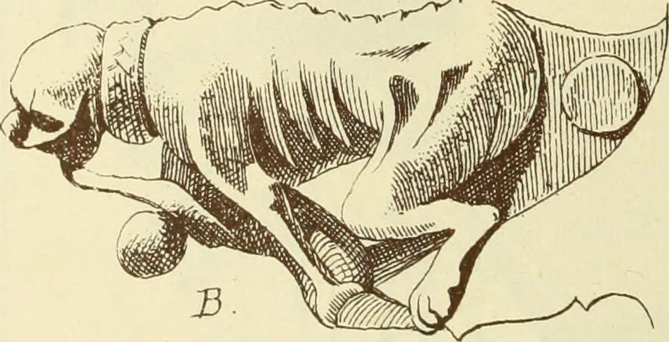 An illustration from Materials and documents of architecture and sculpture : classified alphabetically, 1915, leaf 229