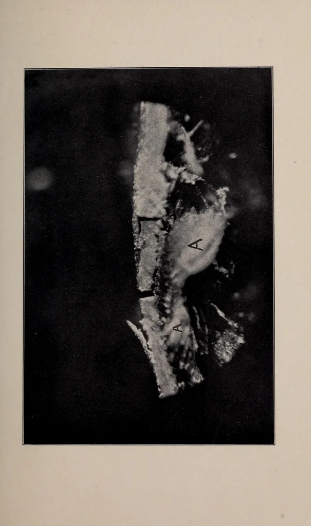 An illustration from Materials for permanent painting;, 1911, leaf 51
