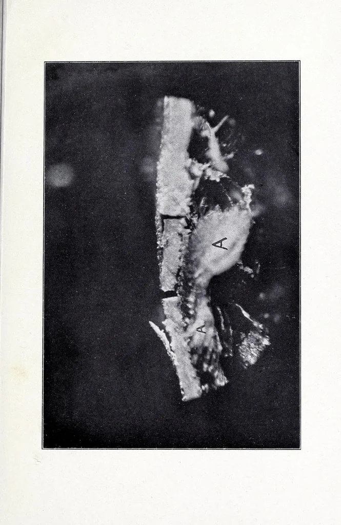 An illustration from Materials for permanent painting; a manual for manufacturers, art dealers, artists and collectors, 1911, leaf 51