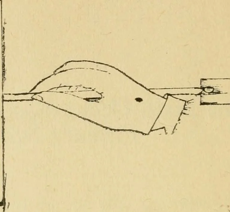 An illustration from Mat weaving and slat weaving in primary schools; a practical manual especially for primary-kindergarten teachers .., 1904, leaf 11
