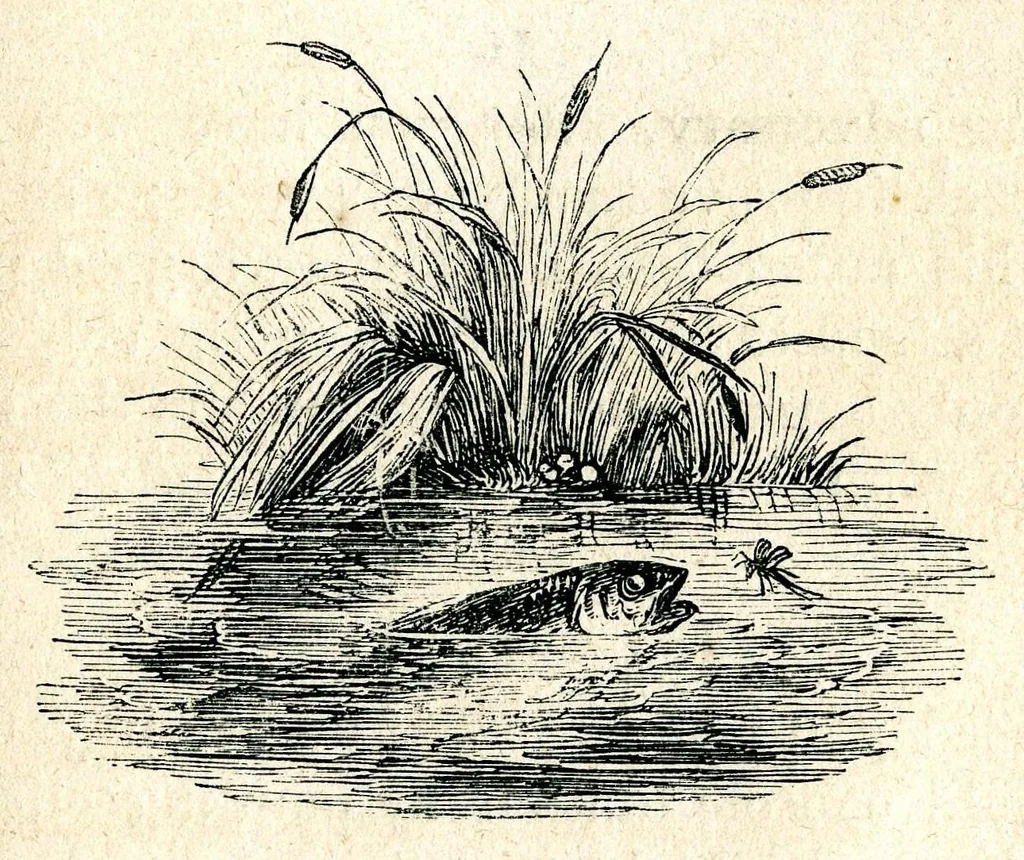 An illustration from Maxims and hints on angling, chess, shooting, and other matters;1855, 1855, leaf 64