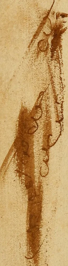 An illustration from The measures of Christian obedience : or, A discourse shewing what obedience is indispensably necessary to a regenerate state, and what defects are consistent with it; for the promotion of piety, and the peace of troubled consciences, 1681, leaf 101