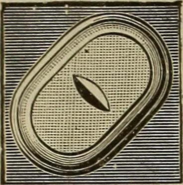 An illustration from The mechanical index, 1904. A complete index to the names and addresses of all manufacturers in the United States of mechanical appliances, machinery and tools operated by steam, electricity, water, hand or foot power, 1904, leaf 1021