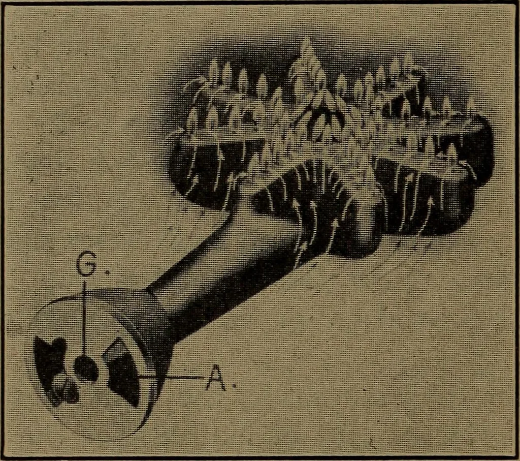 An illustration from Mechanics of the household; a course of study devoted to domestic machinery and household mechanical appliances, 1918, leaf 269