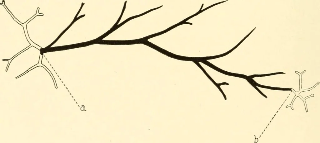 An illustration from The mechanistic conception of life : biological essays, 1912, leaf 101