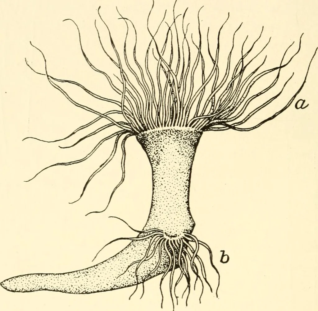 An illustration from The mechanistic conception of life : biological essays, 1912, leaf 105