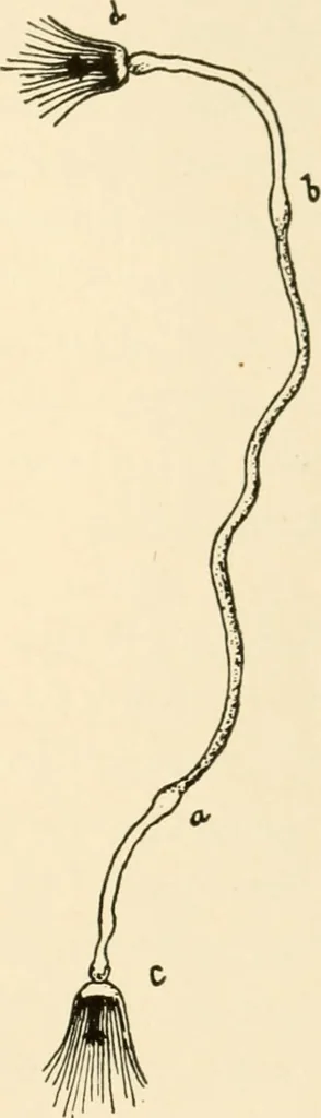An illustration from The mechanistic conception of life : biological essays, 1912, leaf 106