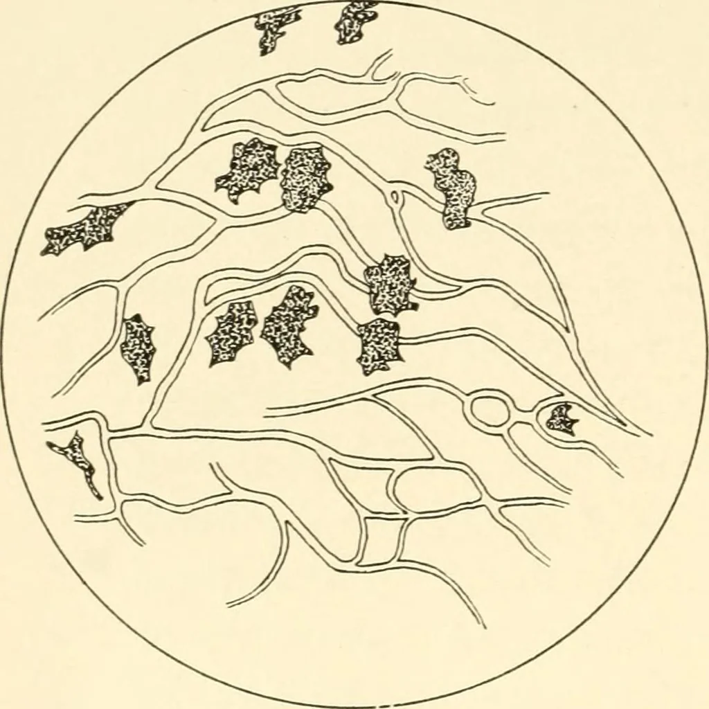 An illustration from The mechanistic conception of life : biological essays, 1912, leaf 117