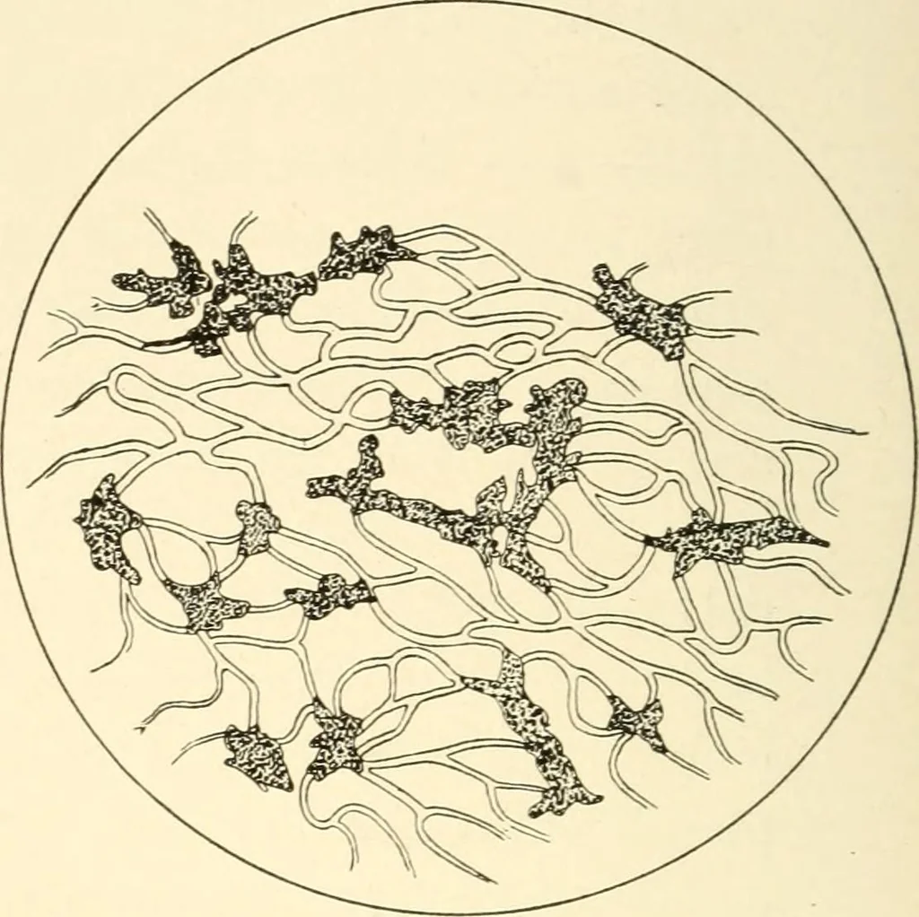 An illustration from The mechanistic conception of life : biological essays, 1912, leaf 117