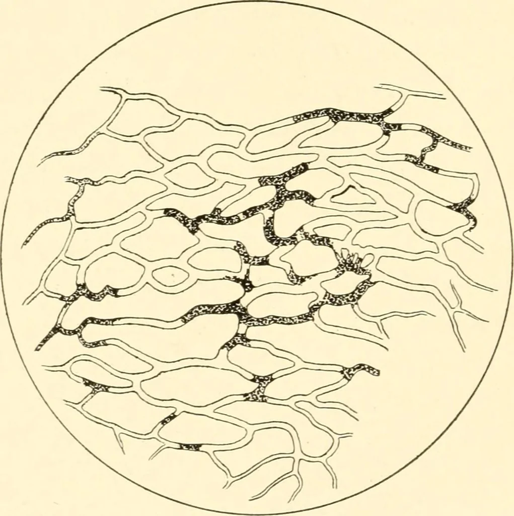 An illustration from The mechanistic conception of life : biological essays, 1912, leaf 117