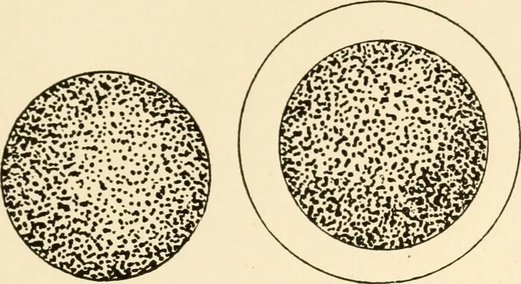 An illustration from The mechanistic conception of life : biological essays, 1912, leaf 144