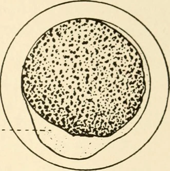 An illustration from The mechanistic conception of life : biological essays, 1912, leaf 144