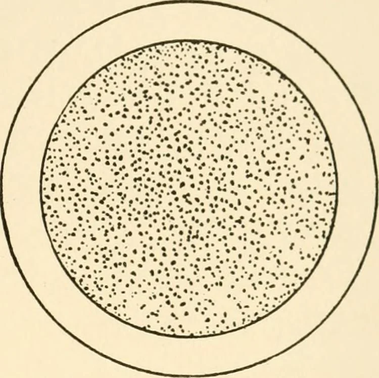 An illustration from The mechanistic conception of life : biological essays, 1912, leaf 146