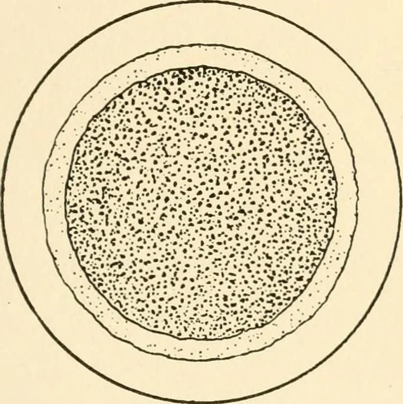 An illustration from The mechanistic conception of life : biological essays, 1912, leaf 146