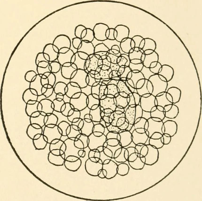 An illustration from The mechanistic conception of life : biological essays, 1912, leaf 146